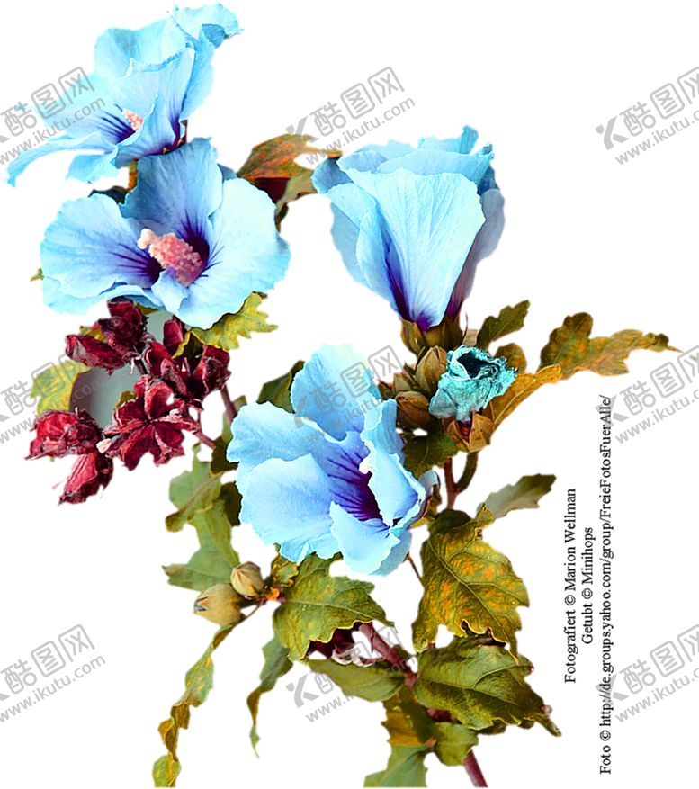 编号：18991410271528196897【酷图网】源文件下载-鲜花素材