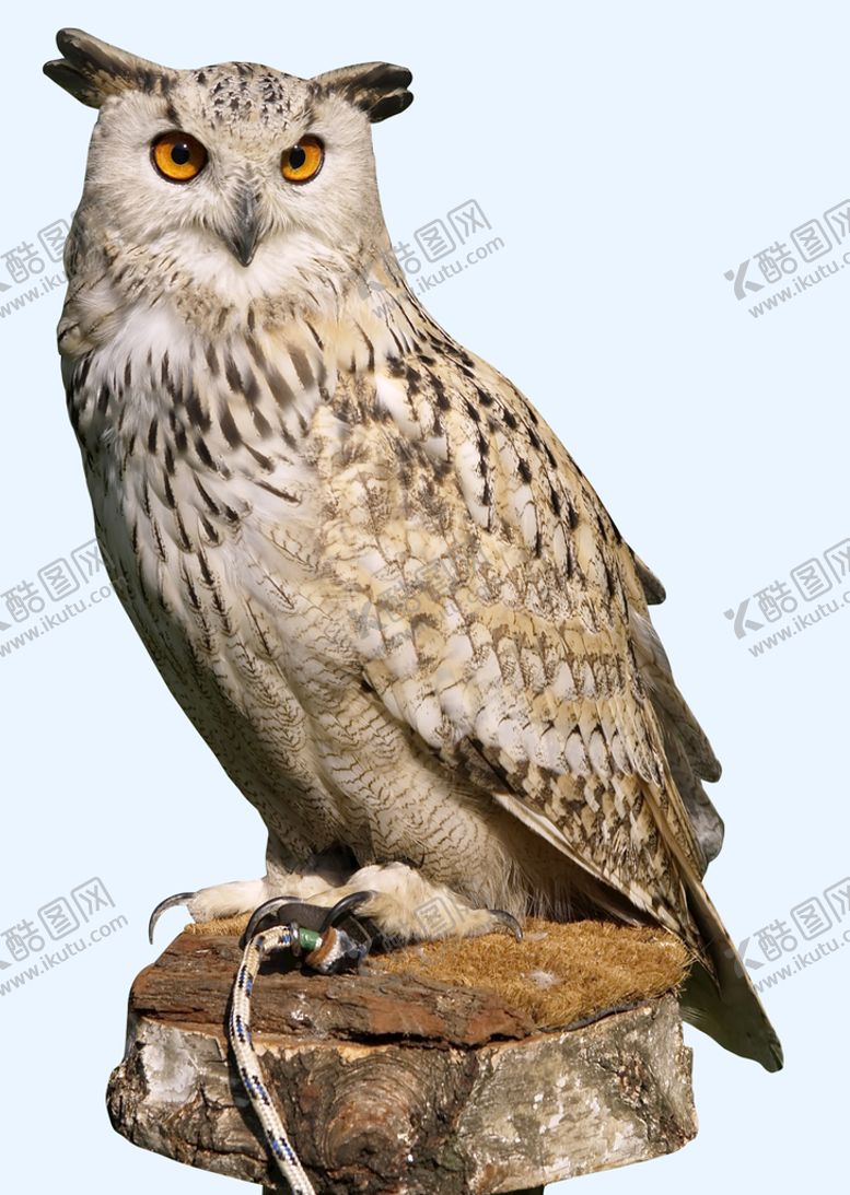 编号：06237109161524579428【酷图网】源文件下载-猫头鹰