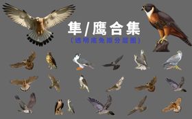 隼鹰