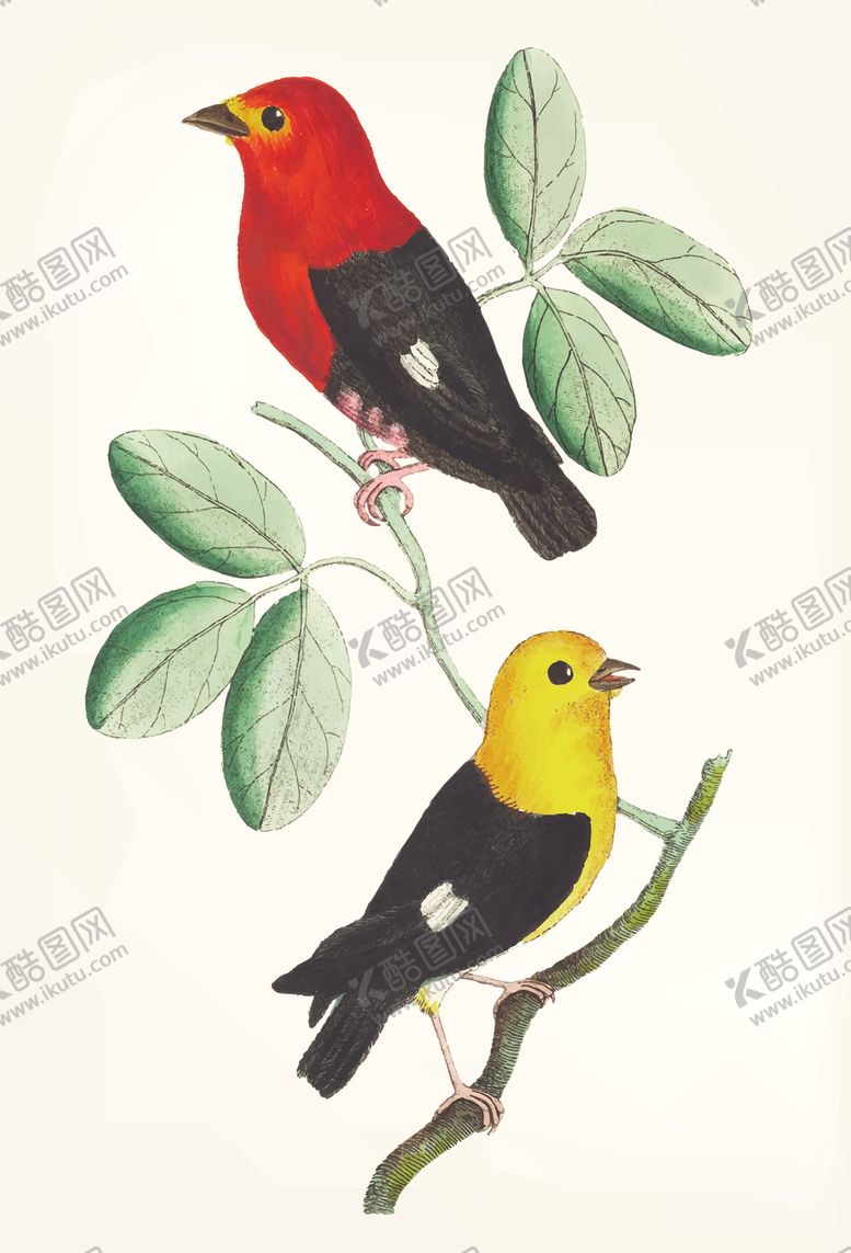 编号：60637105120458308687【酷图网】源文件下载-鸟类插画