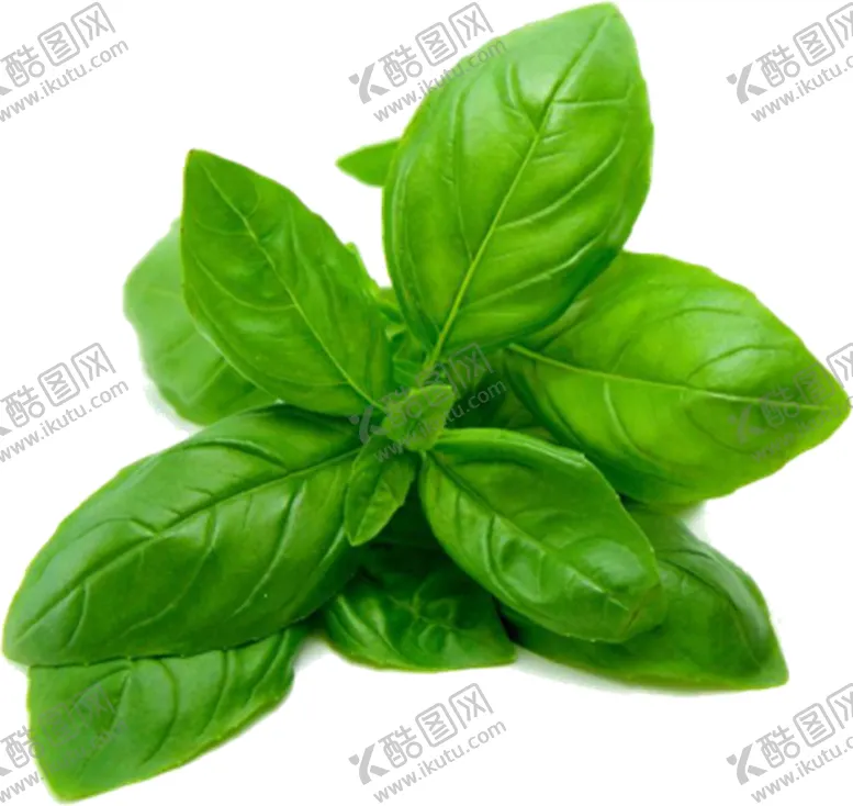 编号：69736106270820047618【酷图网】源文件下载-菠菜
