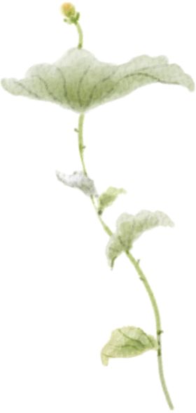 绿色植物竹排热带树叶现代