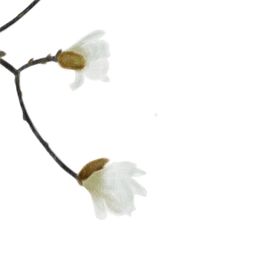 一支白色花朵png