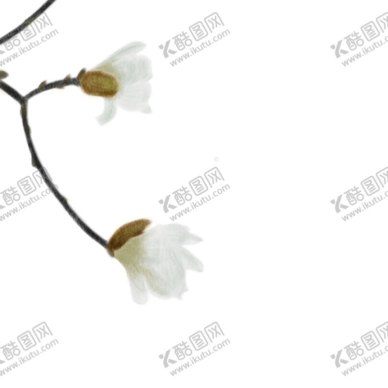 编号：81883105050638137967【酷图网】源文件下载-一支白色花朵png