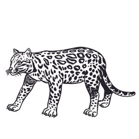 豹子插画图案