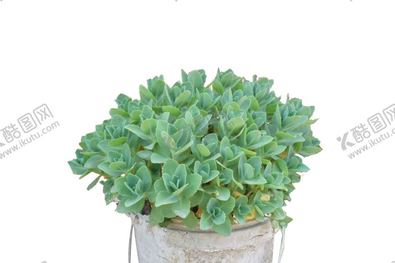 编号：40613210052034421714【酷图网】源文件下载-盆栽多肉植物