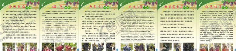 编号：52336209200140086109【酷图网】源文件下载-葡萄品种