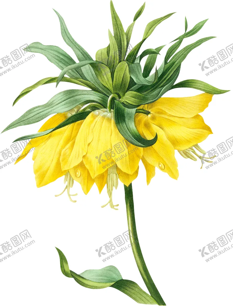 编号：18579401251657045563【酷图网】源文件下载-英式复古玫瑰花卉艺术装饰PNG