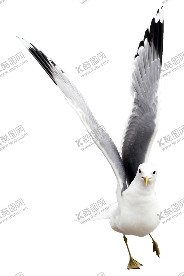 编号：61507610181604456849【酷图网】源文件下载-海鸥