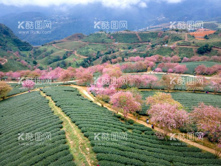 编号：73572112212307285242【酷图网】源文件下载-樱花