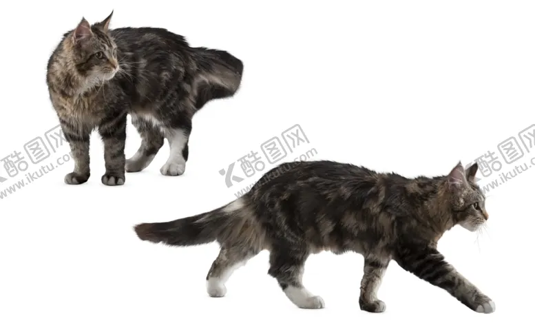 编号：45395701271331417178【酷图网】源文件下载-猫素材