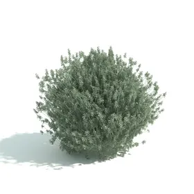 草丛园林植物植物篱笆园艺植物
