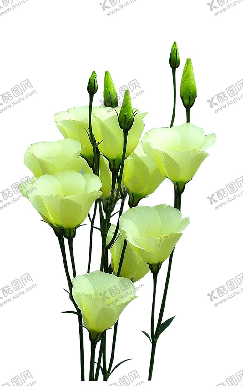 编号：85509809280521595944【酷图网】源文件下载-绿色装饰