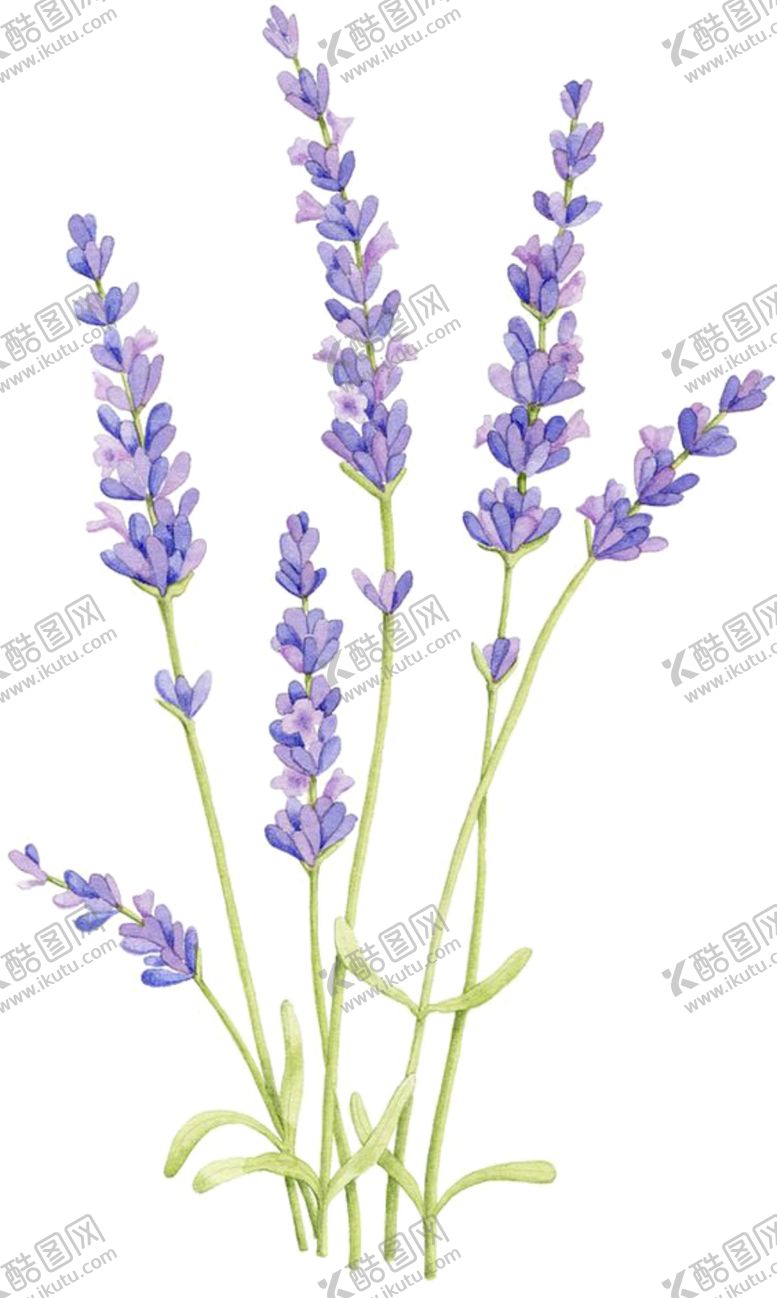 编号：78982309130637156043【酷图网】源文件下载-薰衣草
