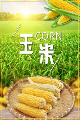 玉米海报