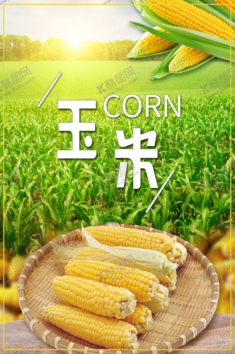 编号：11515906290736252413【酷图网】源文件下载-玉米海报