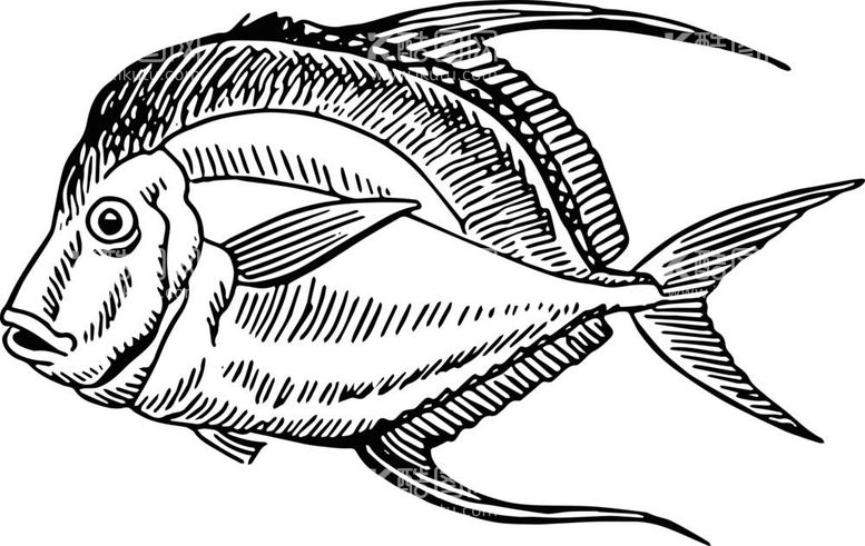 编号：26426912030203338689【酷图网】源文件下载-海洋鱼类