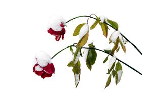 免抠背景干花枯花