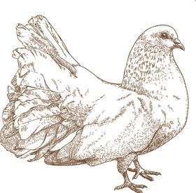 鸟类素描