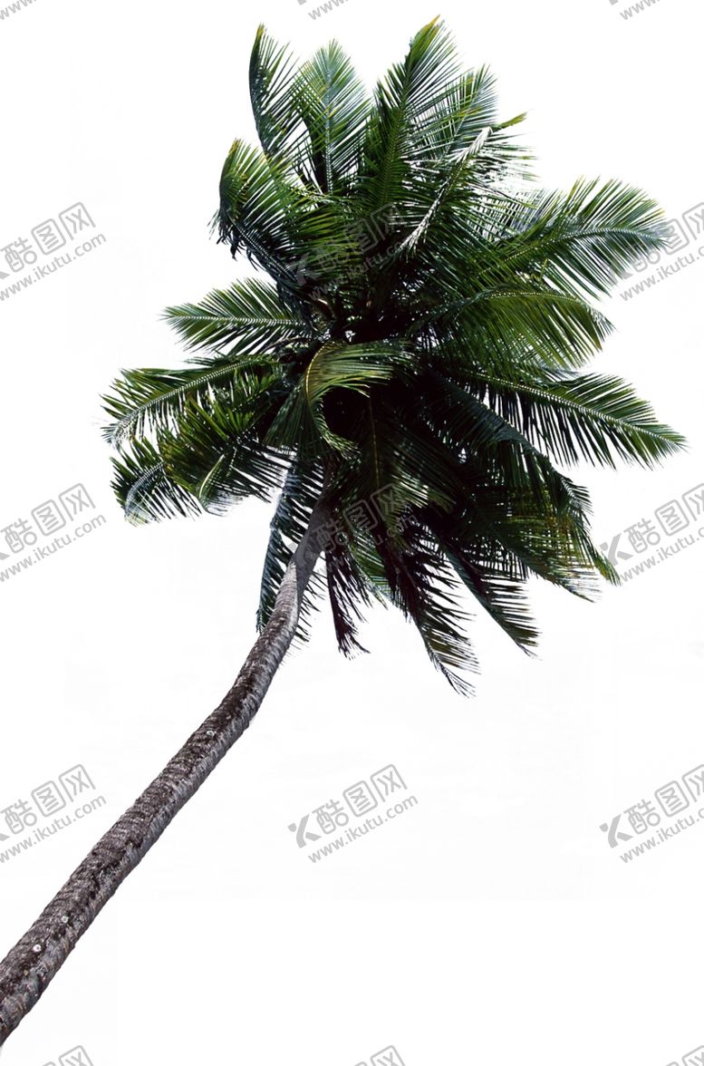 编号：83098909241403352295【酷图网】源文件下载-椰子树