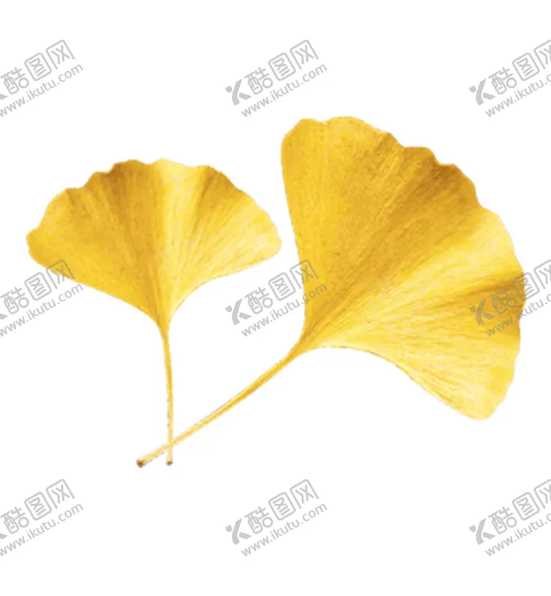 编号：85051602201002374209【酷图网】源文件下载-银杏叶