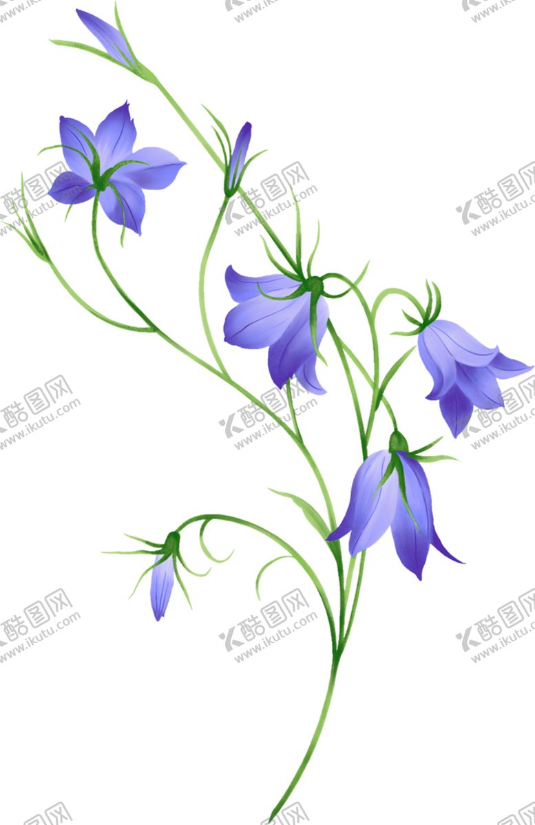 编号：58492106261305046042【酷图网】源文件下载-风铃草