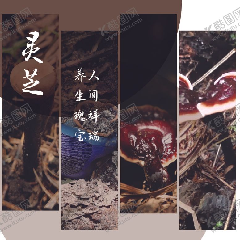 编号：53654612091055505434【酷图网】源文件下载-灵芝主图