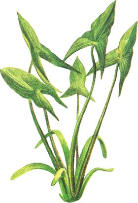免扣水生植物素材图片