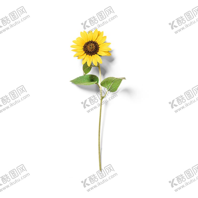 编号：86534705151533127684【酷图网】源文件下载-鲜花素材