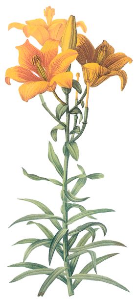 植物花卉油画装饰画