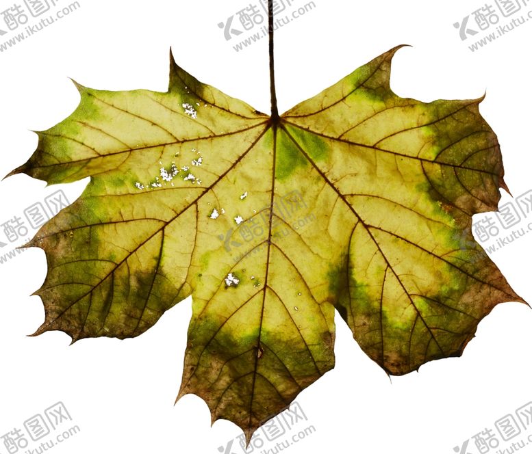 编号：57484909140835425710【酷图网】源文件下载-树叶