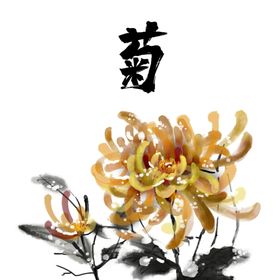 菊花素材