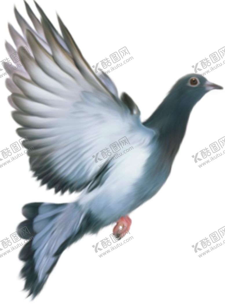 编号：21341805061520024077【酷图网】源文件下载-鸽子