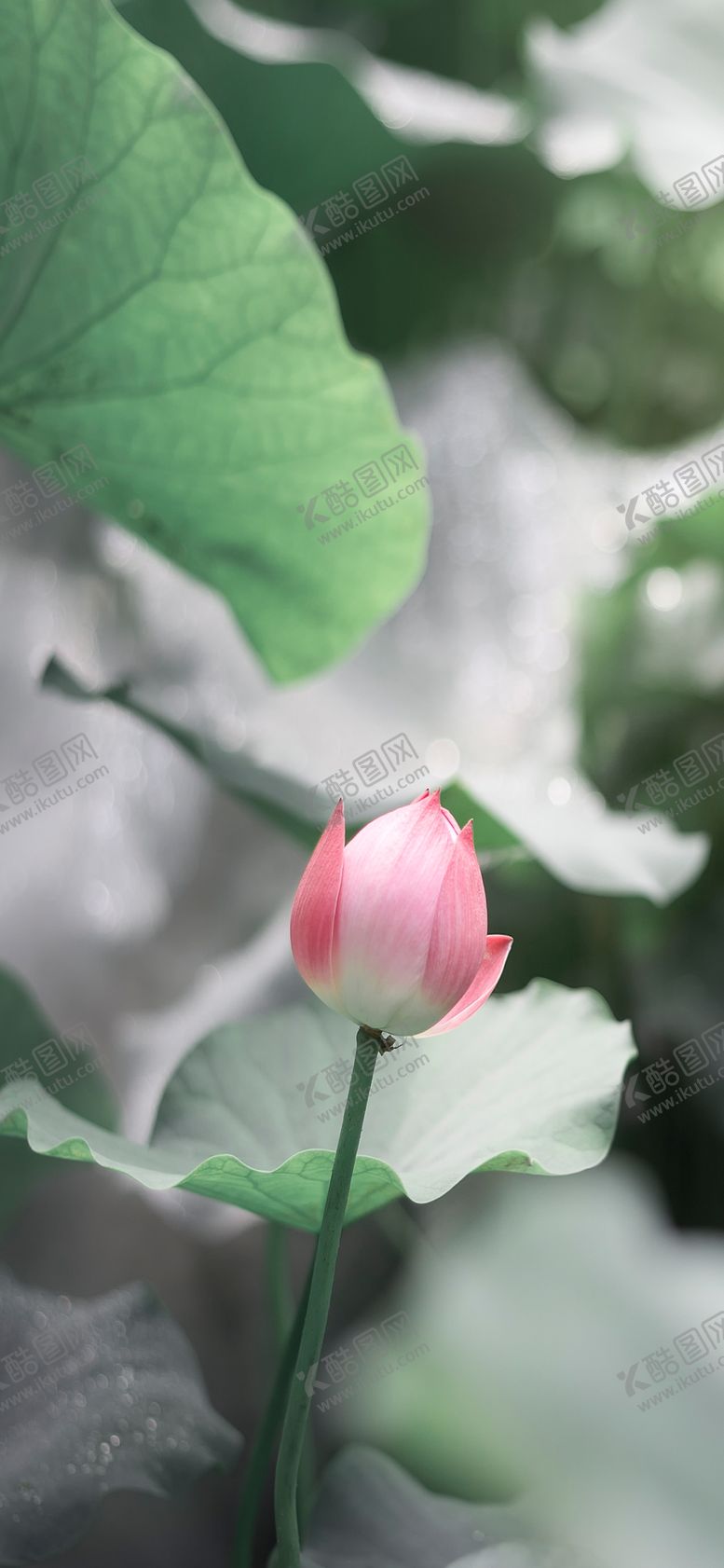 编号：41911109102006156252【酷图网】源文件下载-手机壁纸