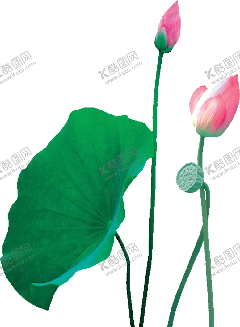 编号：74371206232231377598【酷图网】源文件下载-荷叶素材
