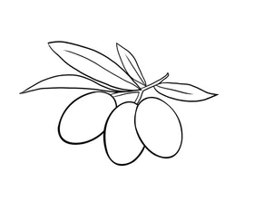 橄榄