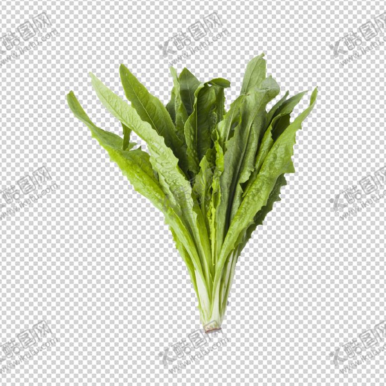 编号：92600109220958159180【酷图网】源文件下载-油麦菜