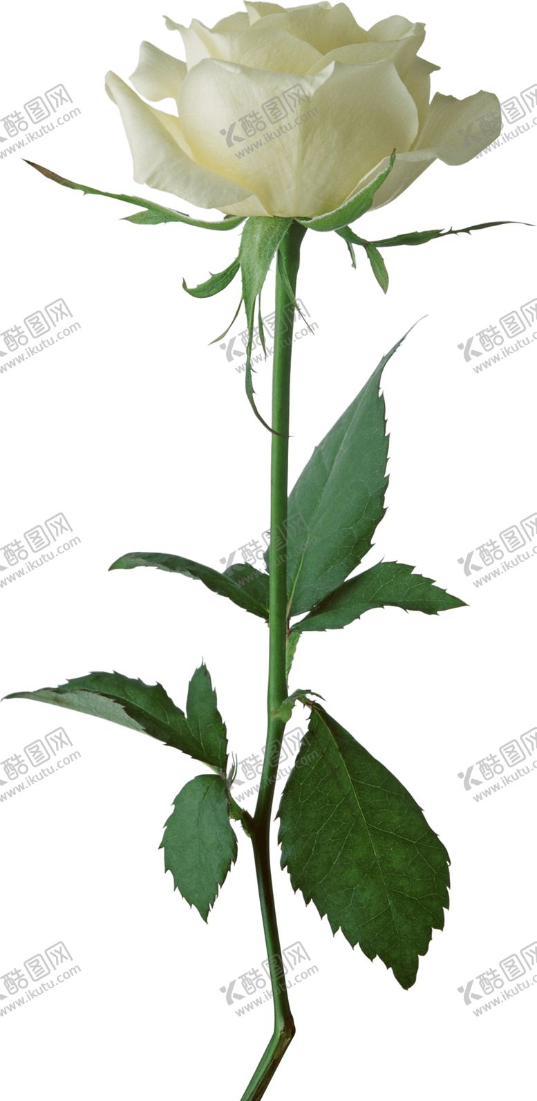 编号：31237301130052015292【酷图网】源文件下载-玫瑰