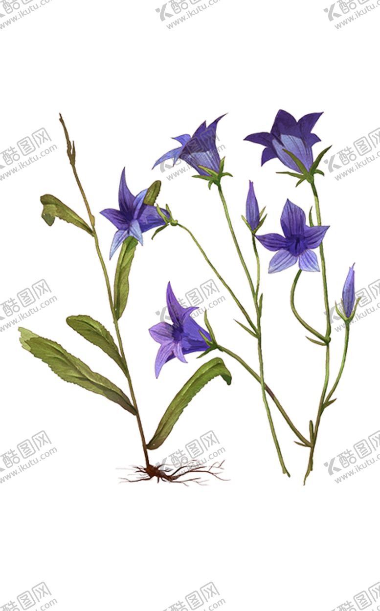 编号：59655106190023451557【酷图网】源文件下载-免扣风铃草元素图片