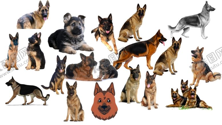 编号：72156510261054472515【酷图网】源文件下载-德牧犬png免扣图片