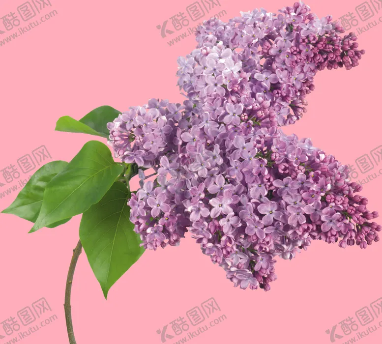 编号：16743210051928189706【酷图网】源文件下载-丁香花