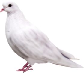 鸽子