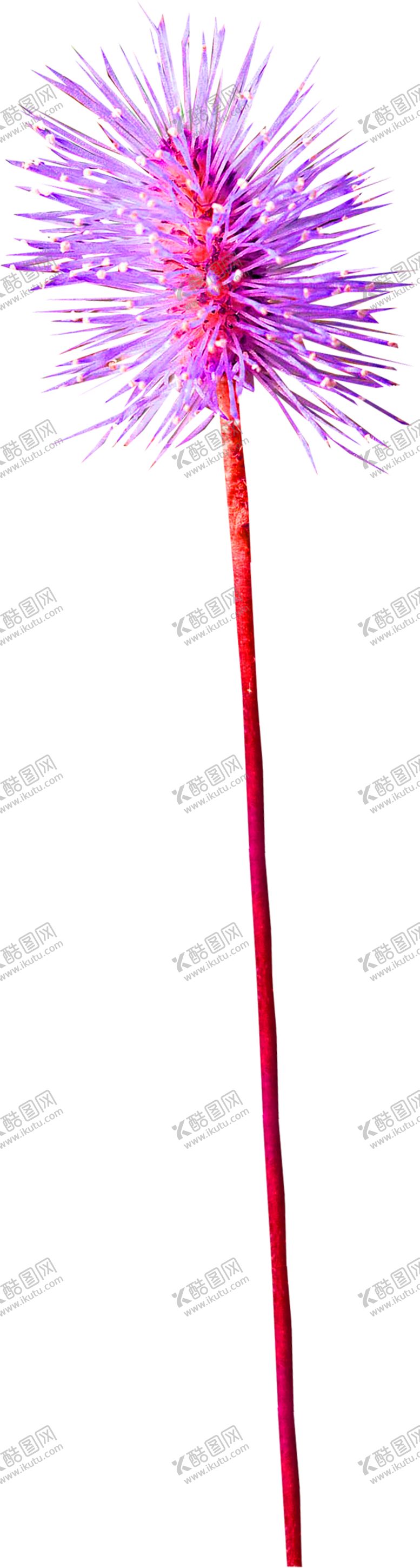 编号：63524309231827118386【酷图网】源文件下载-鲜花素材