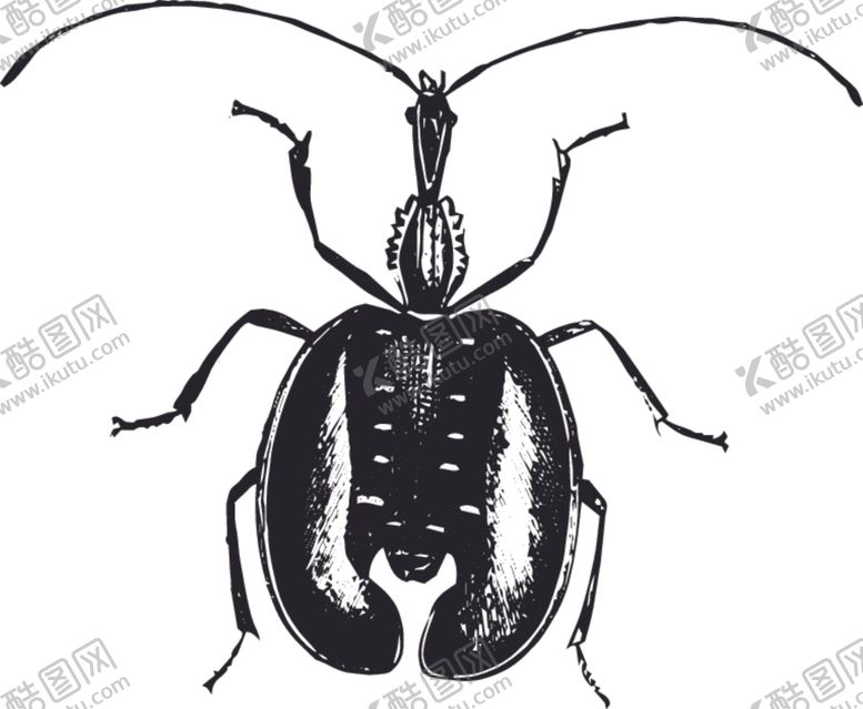 编号：56534609170624391994【酷图网】源文件下载-自然昆虫标本插画