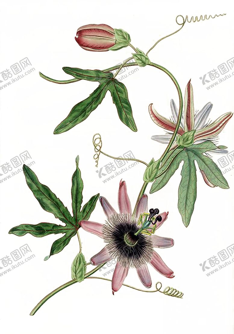 编号：37121010071504448362【酷图网】源文件下载-绿色植物