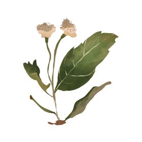 草本植物药材