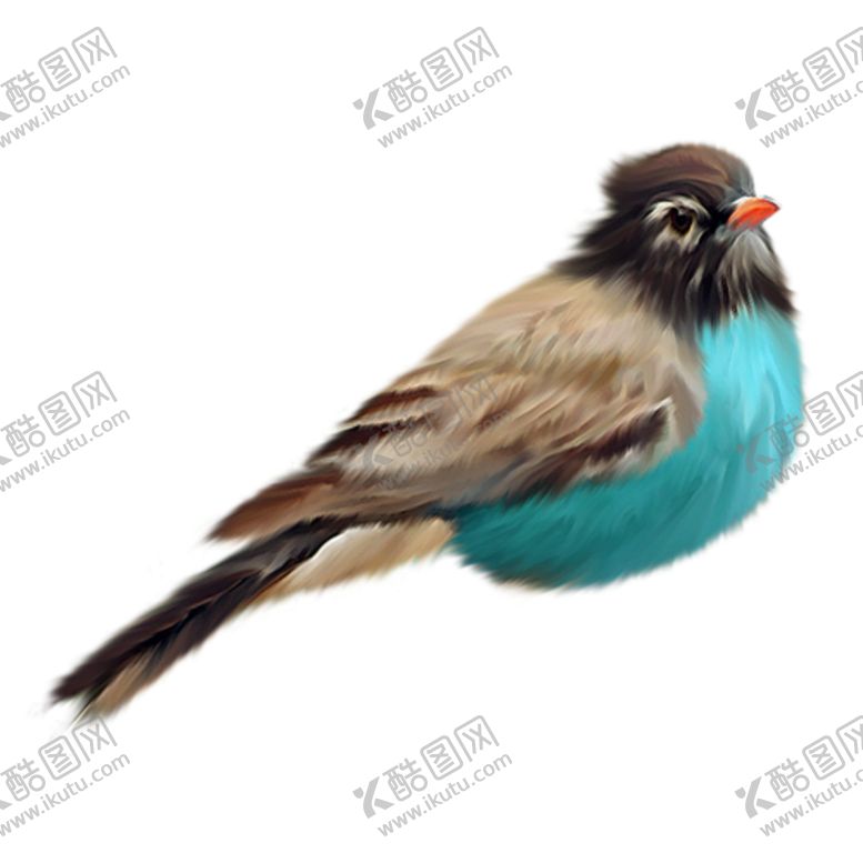 编号：74702806250249214251【酷图网】源文件下载-小鸟野生动物动物宠物温