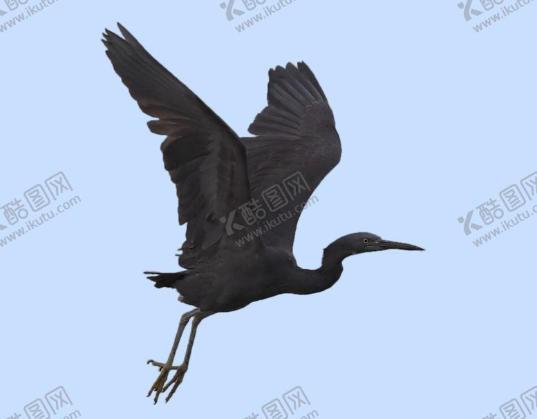 编号：46841610130125412836【酷图网】源文件下载-飞行岩鹭去背景素材