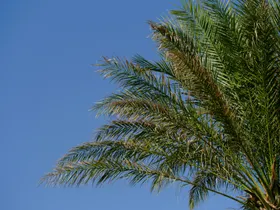椰树自然景观植物绽放