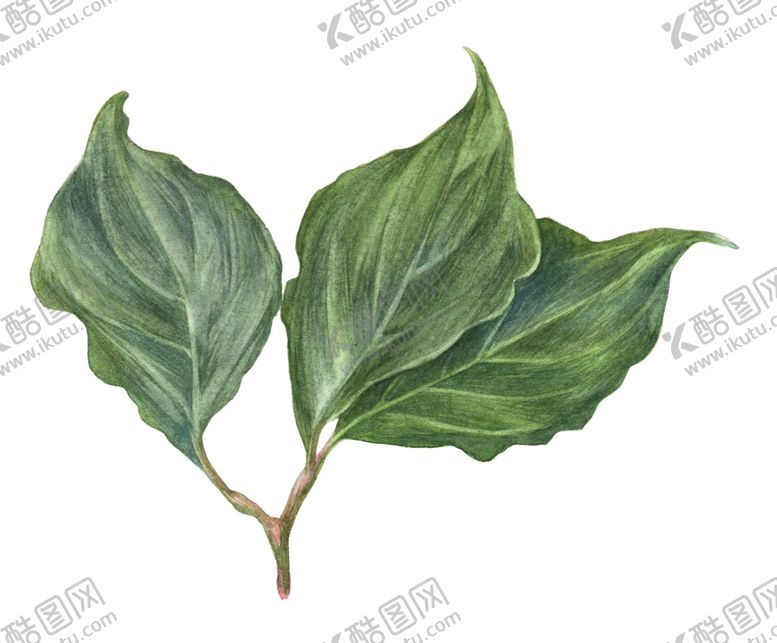 编号：81284810151243362231【酷图网】源文件下载-叶子